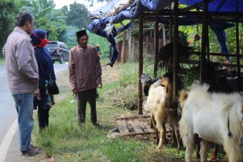 Permintaan hewan kurban menurun di Kota Bandarlampung