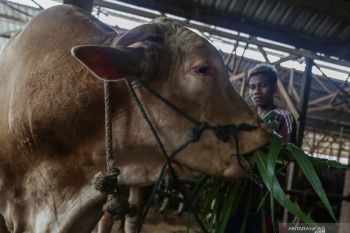 Jaga lingkungan, ganti plastik dengan besek saat pembagian hewan kurban
