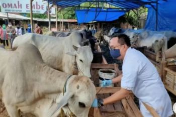Distanak Bandarlampung belum temukan hewan kurban berpenyakit