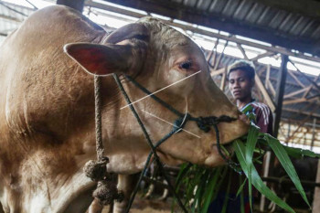 Sapi Kurban Dari Presiden Joko Widodo