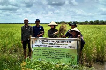 Sumsel optimalisasi lahan tingkatkan  produksi padi