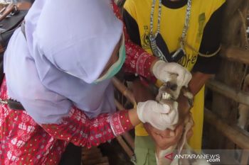 Pembagian daging kurban diantar ke rumah penerima