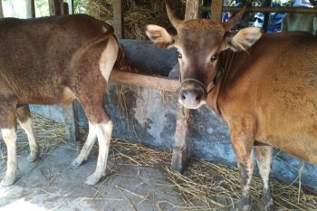 DP2 Makassar periksa daging hewan kurban sebelum didistribusi