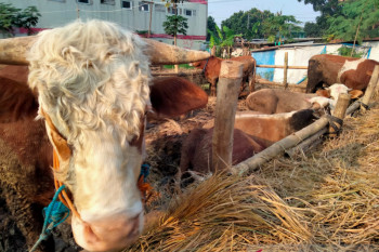 Kurban di masa pandemi, saat ketaatan manusia  diuji