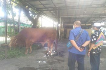 Presiden sumbang sapi Limosin untuk kurban di Banjarmasin