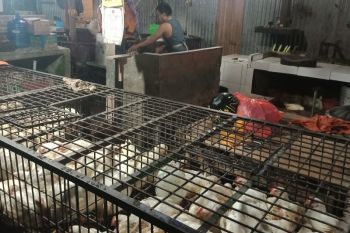Harga ayam potong di Mamuju melonjak jelang Idul Adha