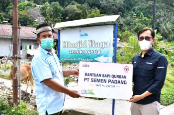 28 ekor sapi dan enam kambing disalurkan PT Semen Padang pada masyarakat
