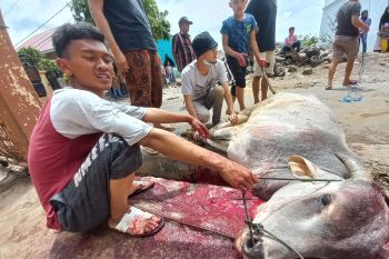 Hewan kurban di Bukittinggi berkurang, tapi tak mengurangi semarak Idul Adha di kota wisata itu