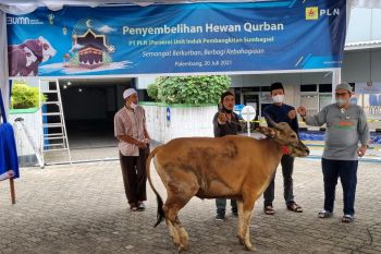 PLN sumbangkan 2.977 hewan kurban