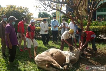 Pandemi tak halangi warga Agam ikut kurban, bahkan meningkat 493 ekor