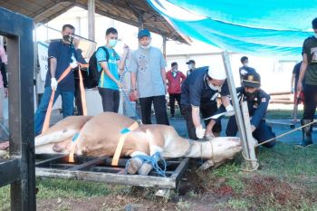 PLN sembelih 57 ekor hewan kurban di wilayah Sulselrabar