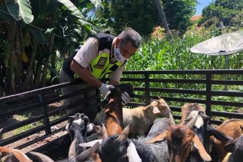 Bisnis  ternak antar daerah di NTT capai Rp81,8 miliar