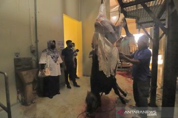 Sebagian daging kurban ASN Payakumbuh disiapkan sebagai cadangan bantuan bencana