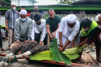 Pangdam XVII/Cenderawasih serahkan hewan kurban