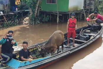ACT-MRI salurkan kurban di pelosok daerah di Kalteng