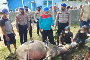 Polairud Polres Lamtim kurban satu ekor kerbau di kampung nelayan