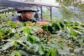 Petani kopi di Madina tinggalkan lahan imbas  COVID-19