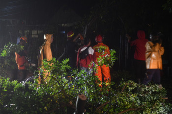 Pohon tumbang akibat cuaca buruk di Palu