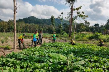 Satgas Pamtas RI-RDTL bangun ketahanan pangan di perbatasan