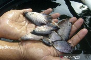 Pemkab Bombana dorong masyarakat manfaatkan lahan untuk budidaya ikan