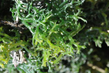 Benefits of seaweed cultivation for Indonesian economy