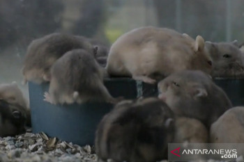 Ternak Hamster raup puluhan juta selama pandemi