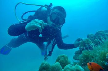 Yuk... menyelam, wisata bawah laut Pasaman Barat begitu indah (Video)