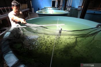 Solok Selatan tingkatkan produksi bibit ikan