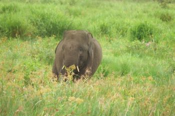 50 ekor gajah di SM Padang Sugihan Kabupaten OKI selamat dari karhutla