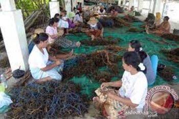 DPRD Sultra dorong pengembangan rumput laut