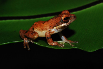 Spesies baru katak-pucat pantai selatan ditemukan di hutan Garut
