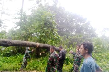 Satgas TNI evakuasi pohon tumbang di jalan Trans Papua