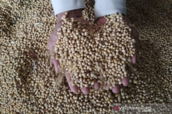 Sempat turun, harga kedelai impor di Kudus kembali naik