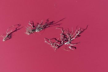 Danau berubah warna jadi pink di Argentina akibat limbah?