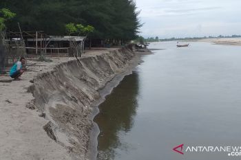 Sudah sejauh ini, Pantai Sasak di Kampung Muaro Pangguang Kiambia Ampek terkikis abrasi