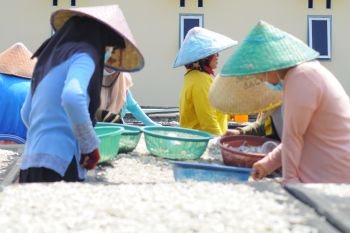 Harga teri asin di Pulau Pasaran stabil meski PPKM