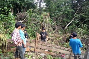 Musim durian di Agam, petani dikejutkan kemunculan beruang madu sedang asyik menyantap buah durian