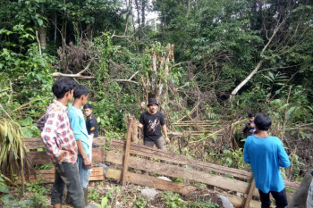 Beruang madu 'jalan-jalan' ke kebun durian milik warga