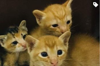 Ini fakta menarik soal kucing yang perlu kamu tahu