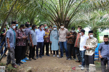 Pesisir Selatan daerah prioritas Peremajaan Sawit Rakyat (PSR)