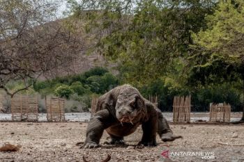 Mulai 1 Januari 2023, tiket masuk TN Komodo Rp3,75 juta dibatalkan