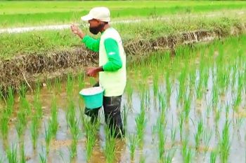 Solok Selatan alokasikan 10 persen APBD ke Pertanian dan UMKM