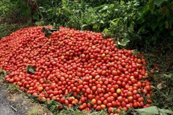 Sempat dibuang karena harga anjlok,harga tomat di Bener Meriah stabil