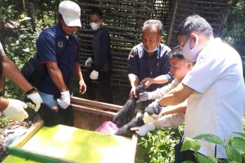Warga Musi Banyuasin serahkan  seekor siamang ke BKSDA