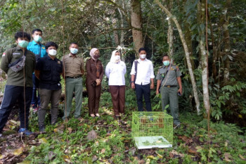 Dua ekor kukang akhirnya hidup bebas di cagar alam Maninjau