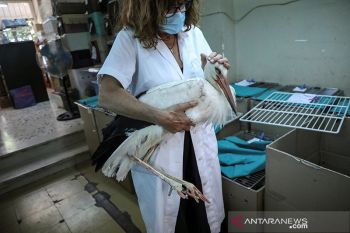 Disorientasi akibat kebakaran hutan, burung bangau mati saat lintasi Yunani