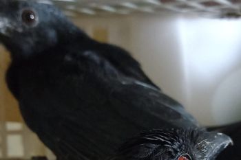 Karantina Pertanian Lampung gagalkan lagi penyelundupan 458 ekor burung