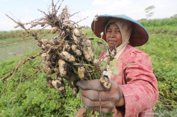 Panen Kacang Tanah