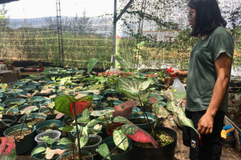Bisnis di tengah pandemi