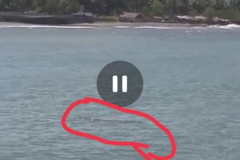 Warga Lotim dikejutkan munculnya buaya di Pantai Labuhan Haji dan Ketapang